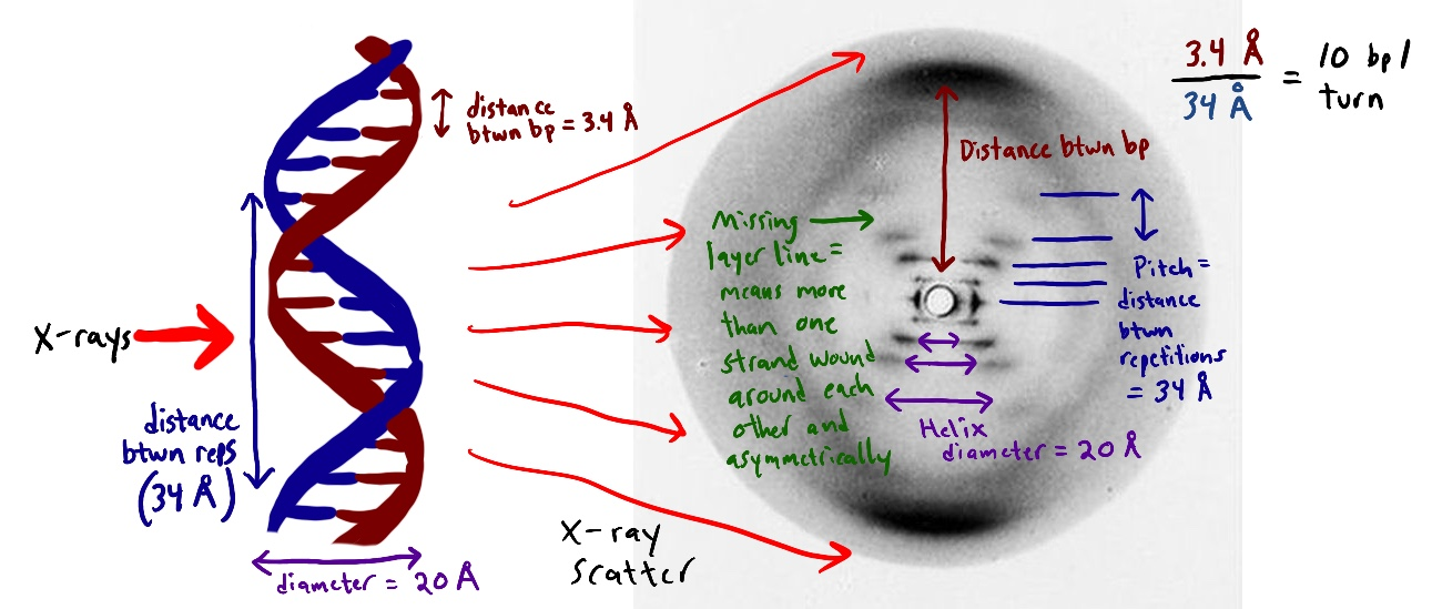 Fig-2 Rosalind Franklin's best shot